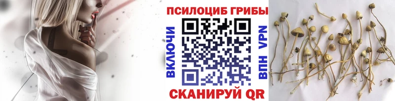 KRAKEN зеркало  как найти закладки  Зима  Псилоцибиновые грибы GOLDEN TEACHER 